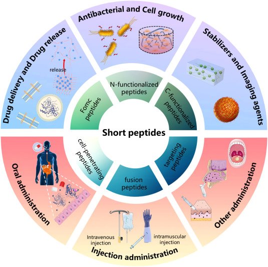 Peptide Applications in Science: From Research to Innovation
